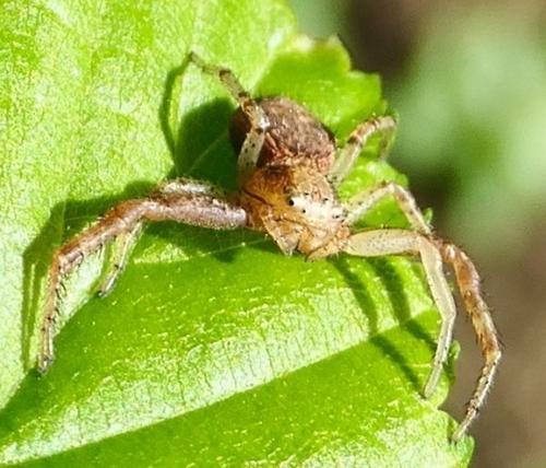 Réf. 341 922 : Xysticus lanio
